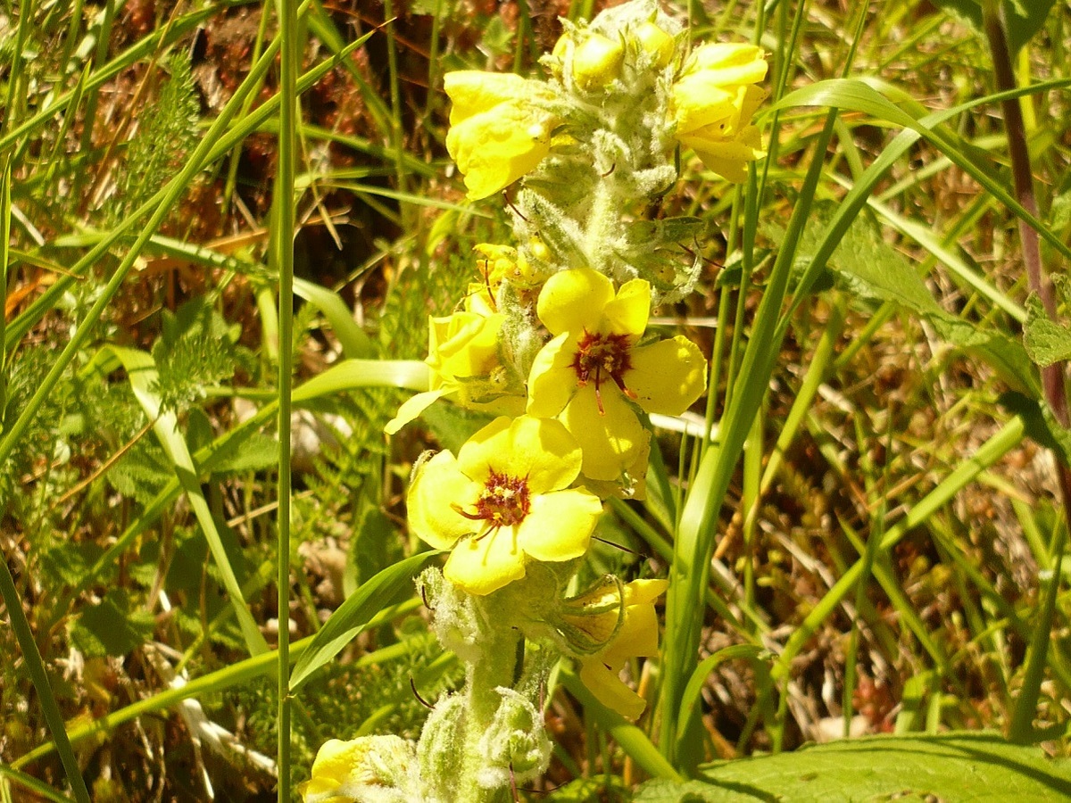 Verbascum boerhavii (Scrophulariaceae)
